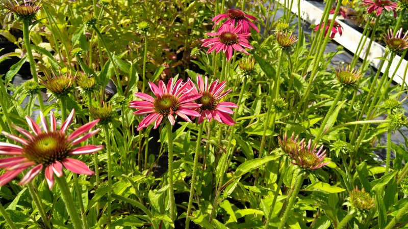 Echinacea 'Margenta Pearl' siilkübar